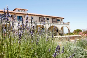 Valle De Guadalupe La Ruta Del Vino