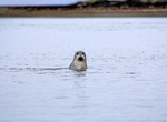 Watch Seals at Ósar, Iceland