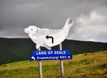 See Seals at Hvammstangi, Icaland