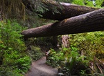 Explore Olympic National Park, Washington (UNESCO site)