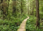 Hike Cape Alava Trail, Olympic National Park, Washington