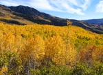 See 80,000 Year Old Pando Trees, Fishlake National Forest, Utah