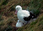 Visit Royal Albatross Colony at Taiaroa Head, New Zealand