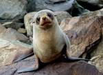 Hike to See Fur Seals at Cape Foulwind (Tauranga Bay), New Zealand