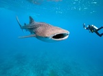 Swim with a Whale Shark