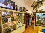 Visit International Cryptozoology Museum, Portland, Maine