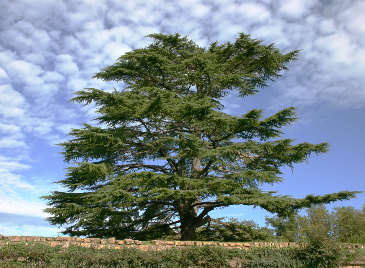 Cedars of God