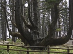 See the Octopus Tree, Oregon