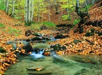 See Primeval Beech Forests of the Carpathians, Slovakia & Ukraine (UNESCO site)
