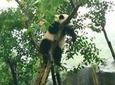 4-Hour Giant Panda Experience Private Tour With Morning Departure In Chengdu