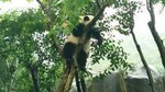 4-Hour Giant Panda Experience Private Tour With Morning Departure In Chengdu
