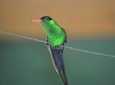 Bird Watching Tour in St Lucia