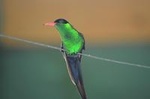 Bird Watching Tour in St Lucia
