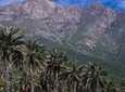 Darwin's Route: Traversing the Chilean Palm Forest