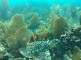 Beginner Scuba Diving Tour