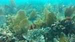 Beginner Scuba Diving Tour