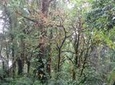 Walk in Monteverde Cloud Forest