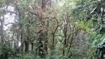 Walk in Monteverde Cloud Forest