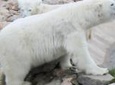 Ranua Zoo Family Tour from Rovaniemi