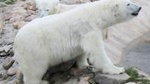 Ranua Zoo Family Tour from Rovaniemi