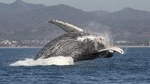 Small-Group Half-Day Whale-Watching Tour in Puerto Vallarta