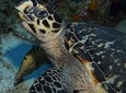 Snorkeling at Silk Caye with Turtles, Rays and Nurse Shark