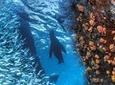 Snorkeling Adventure at Espiritu Santo Island National Park