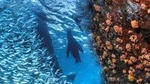 Snorkeling Adventure at Espiritu Santo Island National Park