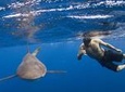 Half-Day Snorkeling or Swimming with Sharks Tour in Cabo San Lucas