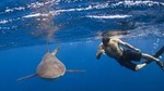Half-Day Snorkeling or Swimming with Sharks Tour in Cabo San Lucas