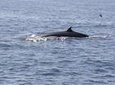 2 HOUR -Tenerife Whale and Dolphin Cruise On Board the Bahriyeli
