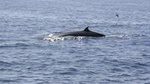 2 HOUR -Tenerife Whale and Dolphin Cruise On Board the Bahriyeli