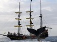 Whale-Watching Pirate Ship Cruise in Los Cabos