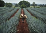 Visit Santiago de Tequila, Jalisco, Mexico (UNESCO site)