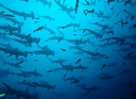 Dive with Hammerhead Sharks off Galápagos Islands, Ecuador