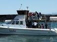 Big 5 Sea Safari in Walker Bay from Gansbaai