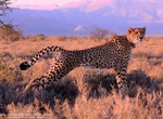Explore Samara Private Game Reserve, Eastern Cape, South Africa