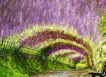 Walk through Wisteria Tunnel at Kawachi Fuji Garden, Kitakyushu, Japan