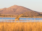 Explore Pilanesberg Game Reserve, South Africa