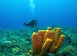 Dive Cayman Brac, Cayman Islands