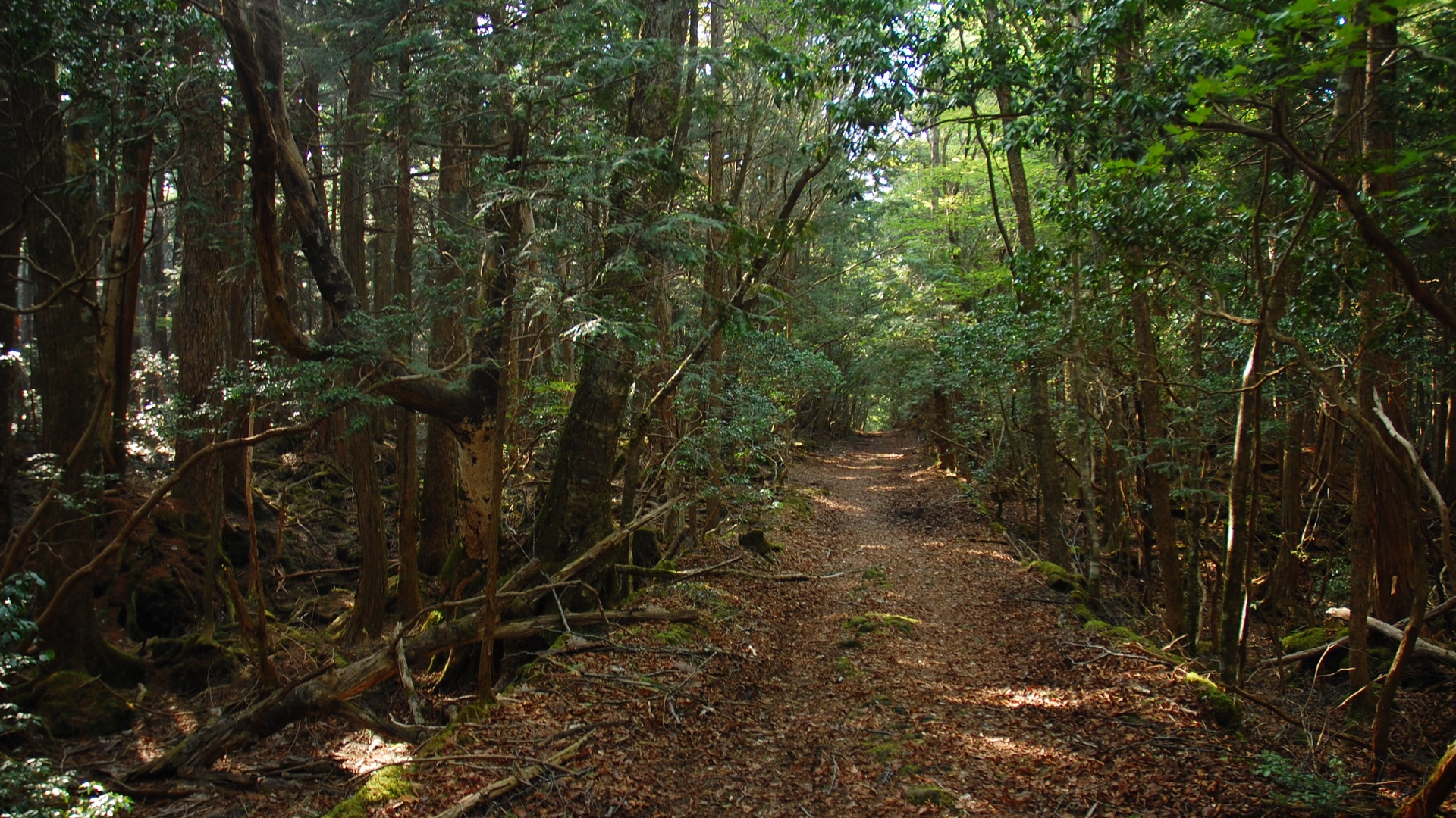 Aokigahara Forest (Sea of Trees)