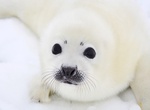 See Baby Harp Seal in the Wild