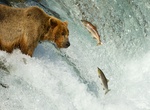 See Brown Bears Fishing for Salmon, Brooks Falls, Katmai NP, Alaska