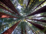 Explore Humboldt Redwoods State Park, California