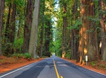 Drive Avenue of the Giants, California