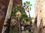 Hike Palm Canyon, Kofa National Wildlife Refuge, Arizona