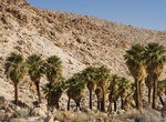 Hike Mountain Palm Springs Trail - North Fork (Torote Canyon, North Grove & Palm Bowl), Anza-Borrego Desert State Park, California