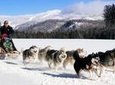 Dogsled Adventure in Mont-Tremblant