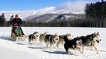 Dogsled Adventure in Mont-Tremblant
