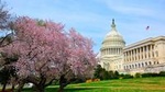 Half Day DC Cherry Blossom Tour